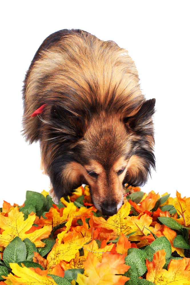 Pet Jungle Feeding Mat Washable Pet Sniffing Blanket
