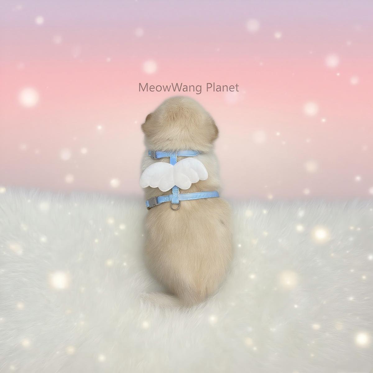 Dog Leash Cat Leash Charming Wings Pet Harness Leash
