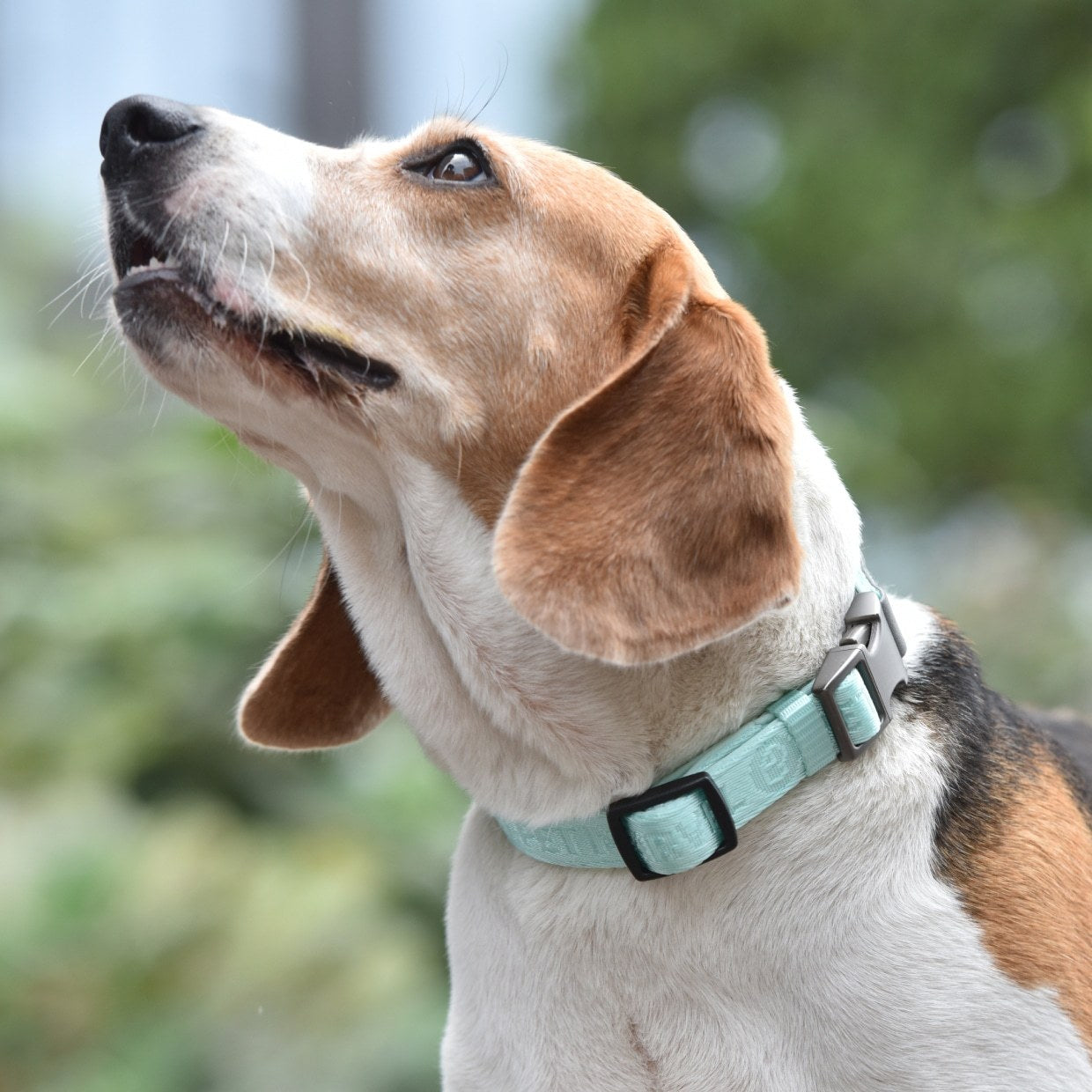 PETMARVEL Heavy Duty Solid Dog Collar Neoprene Padded One Inch Wide